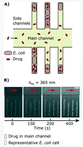 单细胞微流控技术帮助对抗抗生素耐药性