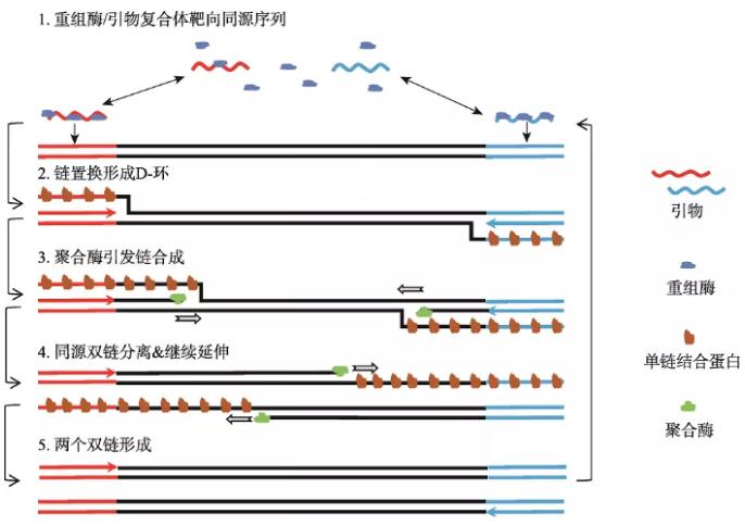 图1   重组酶聚合酶扩增反应基本原理