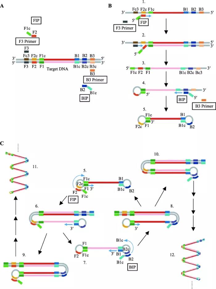 图2   环介导等温扩增原理