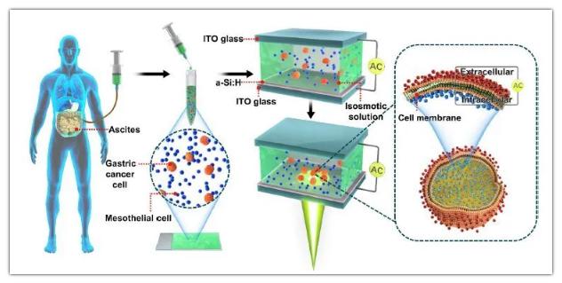 OEK微流控芯片用于检测腹膜转移和细胞膜电容