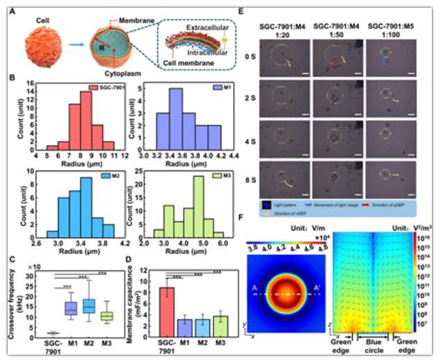 细胞极化模型与细胞分离