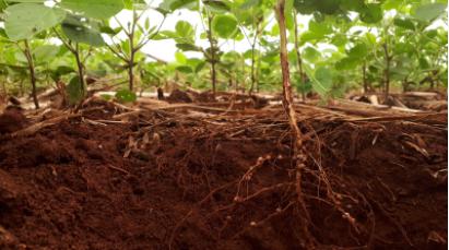 使用新设计的微流控装置以互利的方式获得有关植物根与土壤微生物相互作用