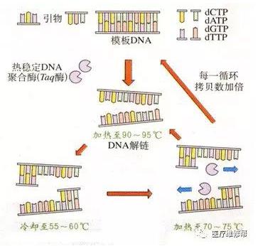 PCR原理图