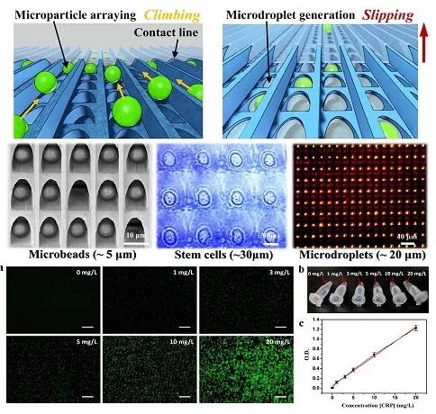 图1 (a)不同浓度CRP制剂的微粒子阵列的代表性荧光图像
