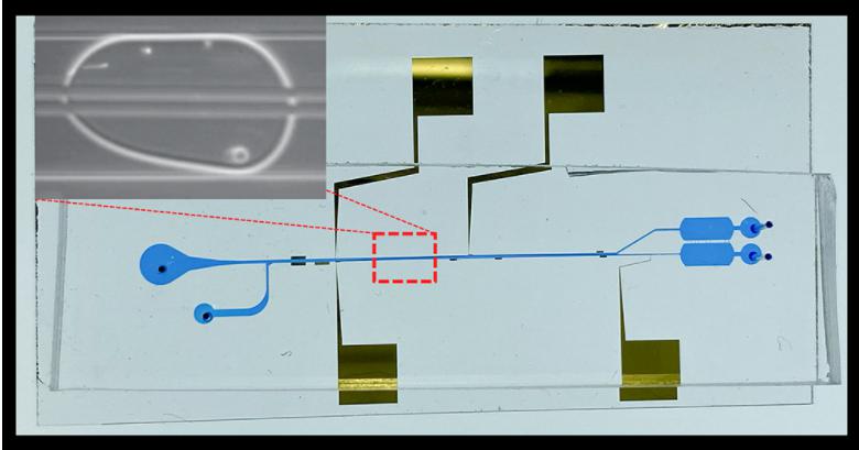 液滴内细胞分离微流控芯片的图像，显示了微流控通道和电极。放大图显示了宿主细胞和病原菌细胞在单个油包水微滴中分离到顶部和底部
