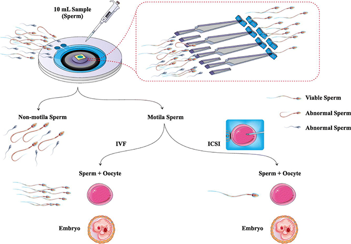 生殖生物学中的微流控技术进展
