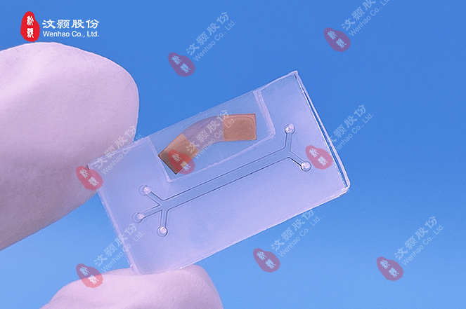 20240102铌酸锂叉指电极+PDMS芯片.jpg