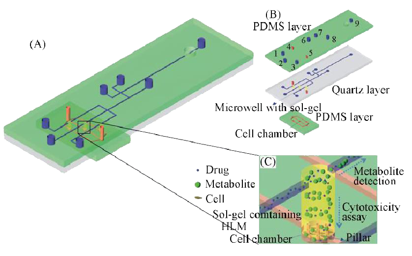 微流控芯片在分子细胞水平化学研究